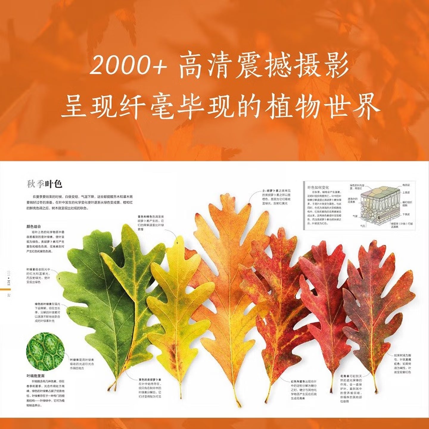 DK植物大百科(新版)